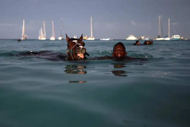 A handler swims with a horse from the Garrison Savannah in the Caribbean Sea near Bridgetown, Barbados December 1, 2016. (Photo by Adrees Latif/Reuters)
