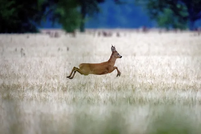 A deer jumps in a wheat field on the outskirts of Whrheim near Frankfurt, Germany, Wednesday, July 26, 2023. (Photo by Michael Probst/AP Photo)