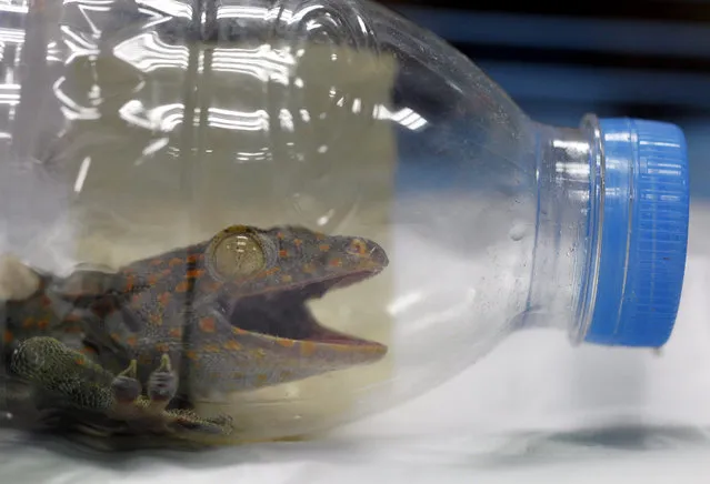 A confiscated gecko, caged inside a plastic bottle, is displayed during a press conference at Suvarnabhumi Airport in Bangkok, Thailand, 20 February 2015. Thai customs arrested two Japanese male passengers identified as Toshikazu Kawai, 39, and Naoki Hiraguchi, 39, for the alleged attempt to smuggle 110 Pignose Turtles, four Woodchuck, 21 snakes, and nine geckos, all found inside their suitcases upon their departure from Bangkok to Nagoya, Japan. (Photo by Rungroj Yongrit/EPA)