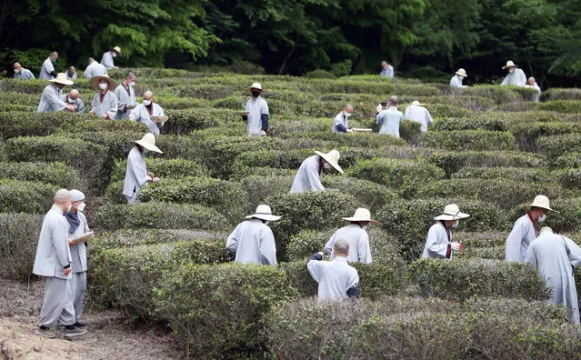 Monks harvest the first green tea leaves of the season at a farm of Tongdo Temple in Yangsan, 420 kilometers southeast of Seoul, South Kore​a, 23 April 2021. (Photo by Yonhap/EPA/EFE)