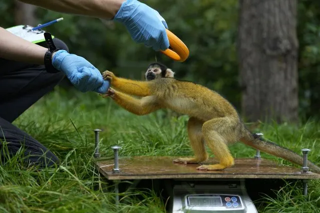 A Squirrel monkey is weighed and has their microchip scanned during London Zoo's Annual Weigh In, in London, Thursday, August 24, 2023. (Photo by Kirsty Wigglesworth/AP Photo)