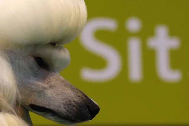 A Standard Poodle is groomed during the last day of the Crufts Dog Show in Birmingham, central England March 8, 2015. (REUTERS/Darren Staples)  