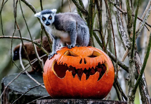 Meerkats and Lemurs getting ready for Halloween with pumpkins, as the run up to a busy weekend of pumpkin carving and pumpkin activity at the Flamingo Land Zoo, Malton, UK on October 22, 2018. (Photo by Charlotte Graham/Rex Features/Shutterstock)
