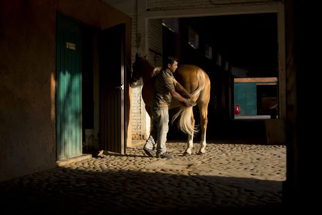 In this February 26, 2015 photo, a stable worker brushes out the tail of a freshly washed charreria horse, after competition, during a charreada in Mexico City. According to National Charros Association member Fernando Medellin Leal, people appreciate charreria because “it's something that identifies us as Mexicans. (Photo by Rebecca Blackwell/AP Photo)