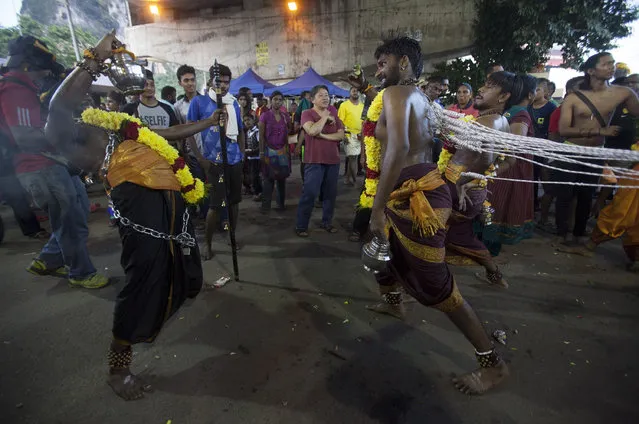 Hindu devotees in a trance, having their bodies pierced by hooks, walk during their pilgrimage for Thaipusam at Batu Caves temple in Kuala Lumpur on January 23, 2016. (Photo by Alexandra Radu/Anadolu Agency/Getty Images)