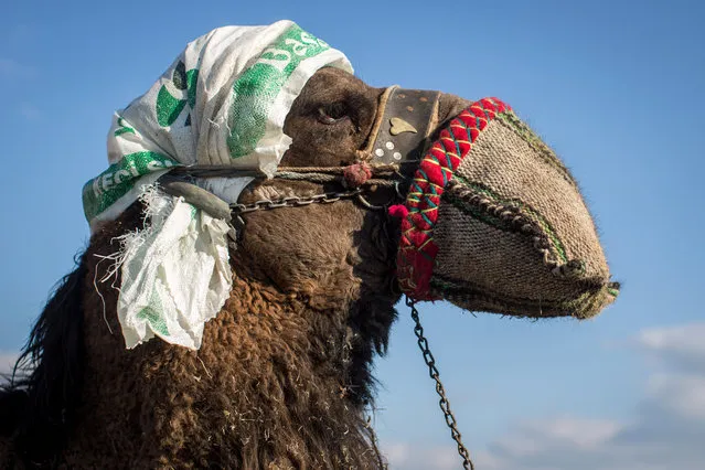 A camel is seen waiting to take part in a wrestling match during the Bergama Camel wrestling competition on January 24, 2016 in Bergama, Turkey. Camel wrestling in Turkey dates back over 2400 years and originated among the nomadic Turkic Tribes. Today, Turkey's camel wrestling league holds more than 30 events across the country during the season November to March. The largest event being the annual Selcuk Camel Wrestling Festival held in the UNESCO Heritage area of Selcuk and Ephesus. (Photo by Chris McGrath/Getty Images)