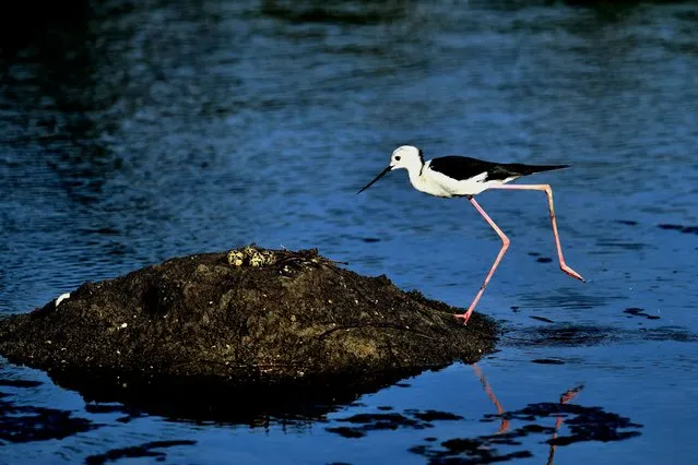 A black-winged stilt checks eggs from its nest on a wetland in Hsinchu, Taiwan during the breeding season on June 17, 2021. (Photo by Sam Yeh/AFP Photo)
