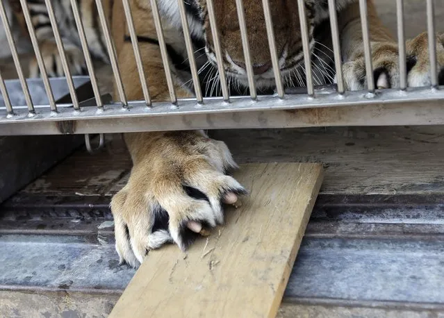 A tiger claws a wooden plank in a cage during a media tour organised by circus workers union, to show animals from some circuses that have already shut, in a town called Tizayuca, near Mexico City March 9, 2015. Mexico is searching for homes for at least 2,000 tigers, elephants, giraffes, zebras and other exotic beasts that will soon be banned from the country's circuses. (Photo by Henry Romero/Reuters)