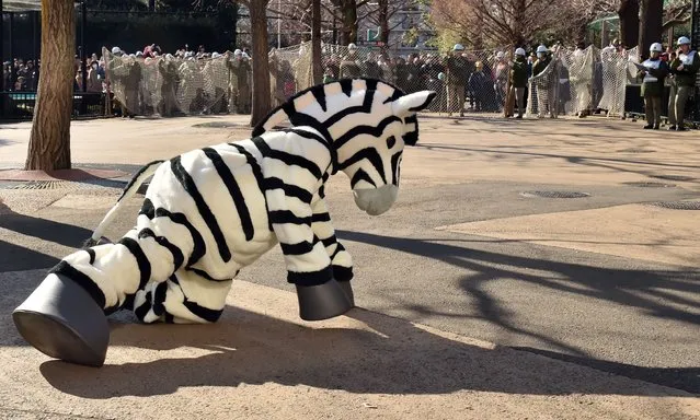 A zookeeper dressed as a zebra (C) is surrounded by zookeepers during a drill to practice what to do in the event of an animal escape at the Ueno Zoo in Tokyo on February 2, 2016. About 150 zookeepers participated in the annual drill. (Photo by Kazuhiro Nogi/AFP Photo)
