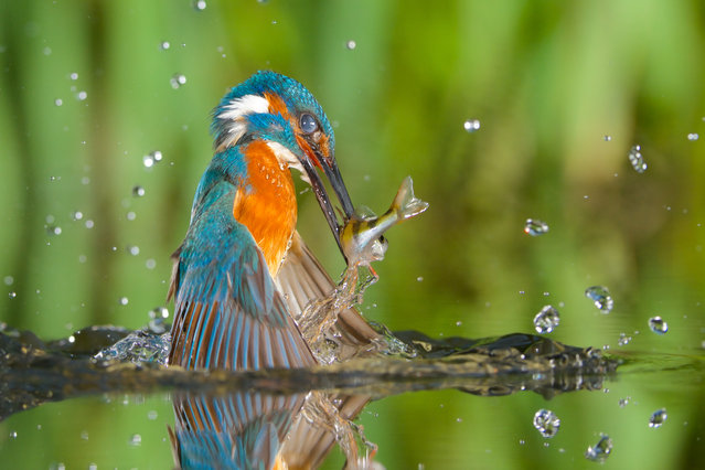 A kingfisher rises from the water with his catch in Den Bosch, Netherlands on February 8, 2016. (Photo by Corné van Oosterhout/Kingfisher Photography/Barcroft Media)