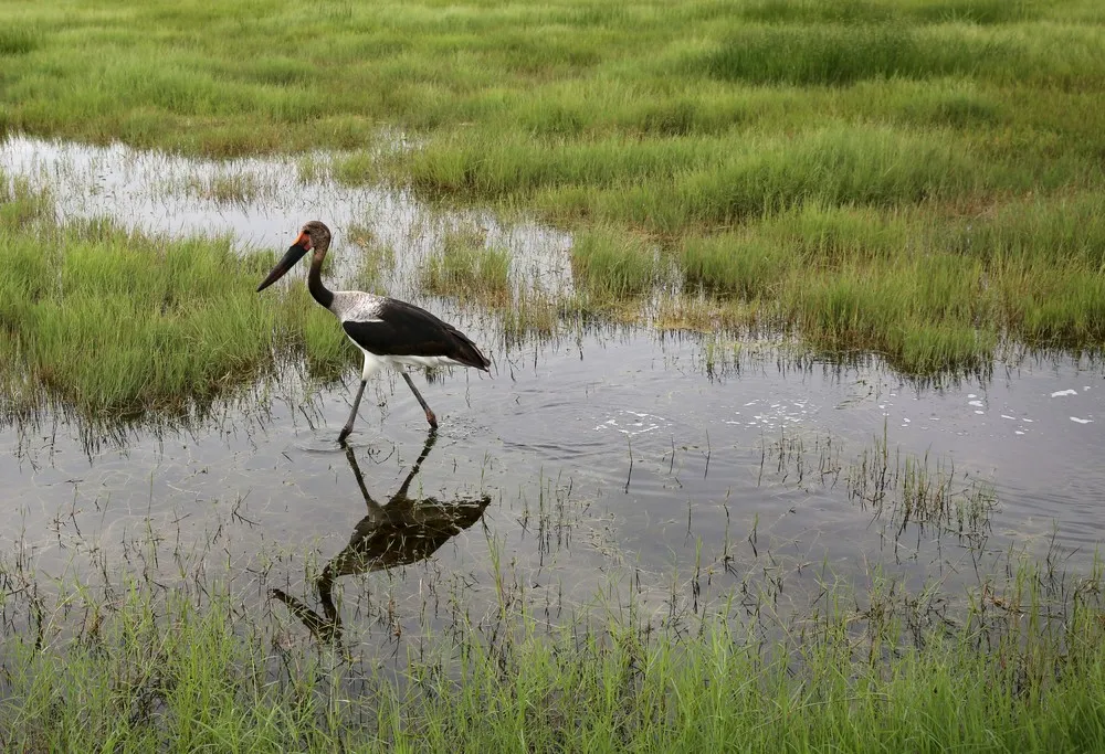 Amboseli National Park in Kenya
