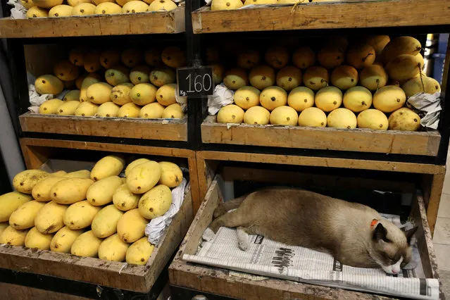 A cat sleeps in a box in a mango shop in Bangkok, Thailand on December 6, 2018. (Photo by Jorge Silva/Reuters)