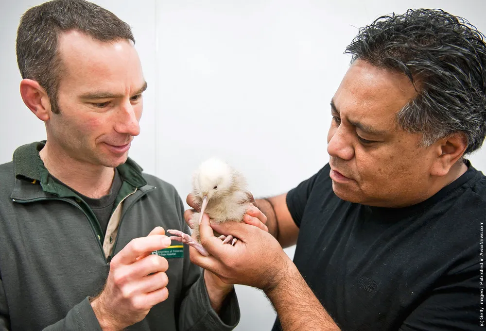 Rare Kiwi Chick Born In Wildlife Centre