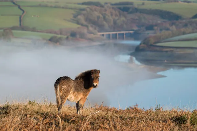 An Exmoor pony in the morning mist at Haddon Hill, Exmoor national park, UK with Wimbleball Lake in the distance on December 4, 2018. The Exmoor, a breed native to Britain and Ireland, has been given “endangered” status by the Rare Breeds Survival Trust and “critical” status by the Livestock Conservancy. (Photo by Rex Features/Shutterstock)