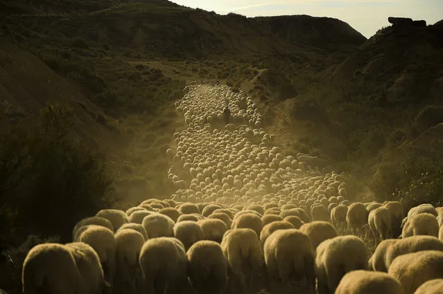 A herd of sheep is driven by Angel Mari Sanz, 62, one of the last active sheep herders, through the ancient Spanish transhumance route known as “La Cañada de The Roncaleses” (The Path of the Roncaleses) in Navarra province, near to Fustinana, Northern Spain, Friday, June 16, 2023. (Photo by Alvaro Barrientos/AP Photo)