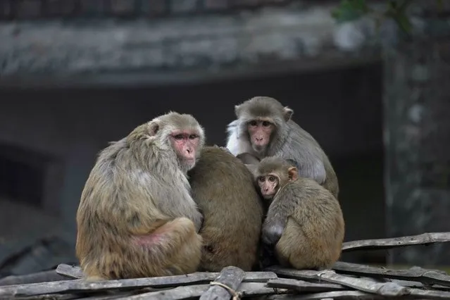A group of macaques huddle together on a cold morning in Ayodhya, India, Friday, December 29, 2023. (Photo by Rajesh Kumar Singh/AP Photo)