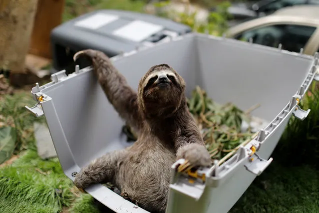 Brown-throated sloth called “43”, rescued by Juan Carlos Rodriguez and his wife Haydee in a residential area, waits in the kennel getting prepared for being released, at the couple's shelter for sloths, in San Antonio, Venezuela on July 30, 2021. (Photo by Leonardo Fernandez Viloria/Reuters)