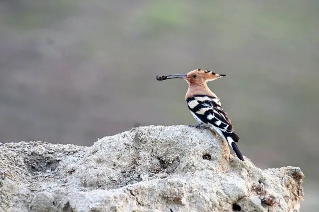 An Eurasian hoopoe (Upupa epops) is seen on a field in Van Lake Basin on May 23, 2023, in Van, Turkiye. The lake and reeds declared as the areas to be protected in Van Lake Basin visited by migratory birds coming to the region with the warming of the weather. 234 species of hundreds of bird species can be observed in Van Lake Basin. (Photo by Ozkan Bilgin/Anadolu Agency via Getty Images)