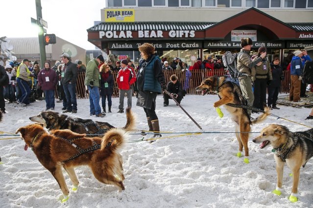 Dogs get excited at the ceremonial start of the Iditarod Trail Sled Dog Race to begin their 1,000-mile (1,600-km) journey through Alaska’s frigid wilderness in downtown Anchorage, Alaska March 5, 2016. (Photo by Nathaniel Wilder/Reuters)