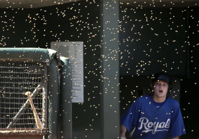 A batboy watches as bees swarm near the Kansas City Royals' dugout during the second inning of a spring training baseball game against the Colorado Rockies Tuesday, March 8, 2016, in Surprise, Ariz. (Photo by Charlie Riedel/AP Photo)