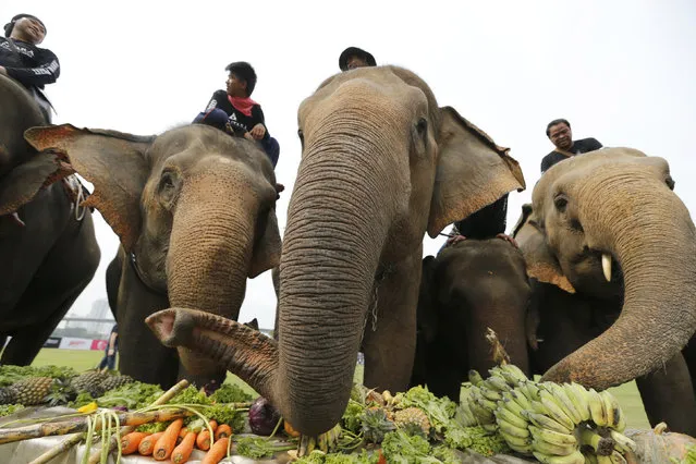 Elephants have a fruit buffet during the opening ceremony of the annual charity King's Cup Elephant Polo Tournament at a riverside resort in Bangkok, Thailand March 10, 2016. (Photo by Jorge Silva/Reuters)