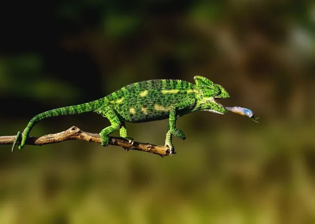 An Indian chameleon secures a snack in Vijaynagar, India in the last decade of January 2024. This species is known for its long tongue, feet shaped into bifid claspers, and a prehensile tail. (Photo by Dhruv Shilpi/Solent News)