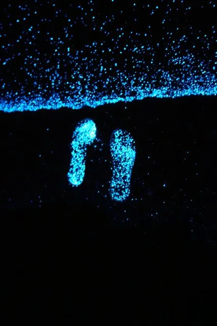 Bioluminescent phytoplankton washes up on Maldives beach. (Photo by Will Ho)