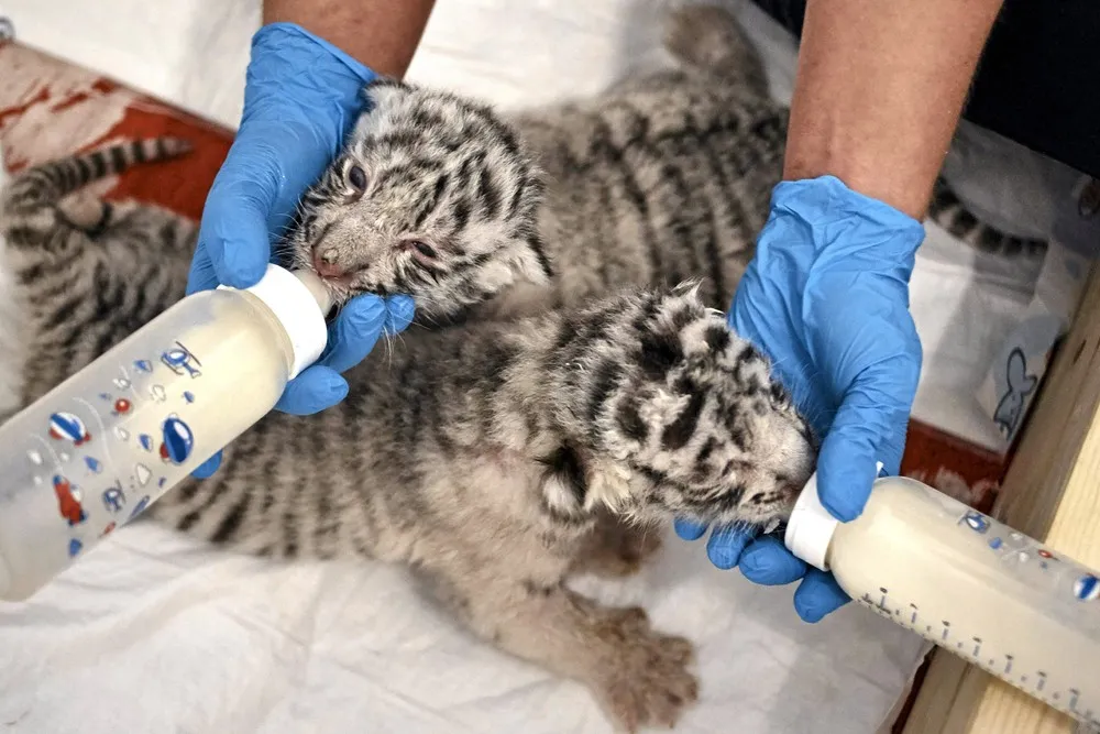 The Week in Pictures: Animals, April 24 – May 1, 2015