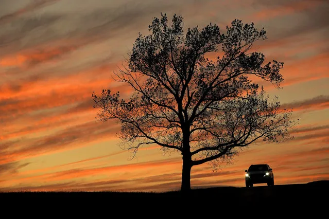 A motorist drives past a lone tree at sunset Tuesday, October 26, 2021, in Lenexa, Kan. (Photo by Charlie Riedel/AP Photo)
