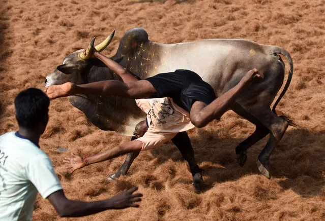 An Indian bull throws a “bullfighter” during an annual bull taming event “Jallikattu” in the village of Palamedu on the outskirts of Madurai on February 9, 2017. (Photo by Arun Sankar/AFP Photo)