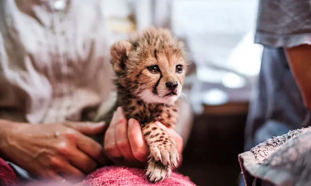 A member of the Cheetah Conservation Fund holds a baby cheetah in one of the facilities of the organisation in the city of Hargeisa, Somalilandd, on September 17, 2021. (Photo by Eduardo Soteras/AFP Photo)