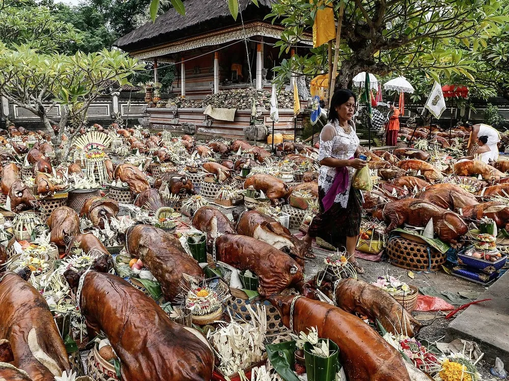 Timbrah Villages Offer Roasted Pigs to the Gods as Part of Usaba Dalem Ritual