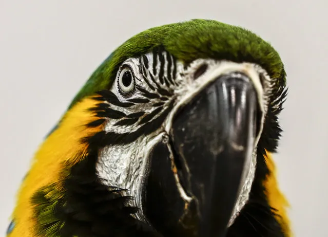 A close up view of a blue and gold macaw at the Pet Expo 2016 held at the Singapore Expo convention hall in Singapore, March 25, 2016. The third edition of the Singapore Expo will showcase a range of workshops and vendors selling pet care products and is expected to draw in more than 30,000 visitors and 10,000 pets. (Photo by Wallace Woon/EPA)