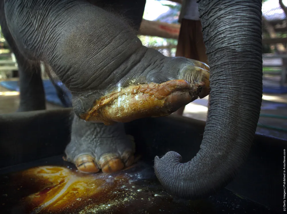 Thai Elephants Get Treated At World's Only Elephant Hospital