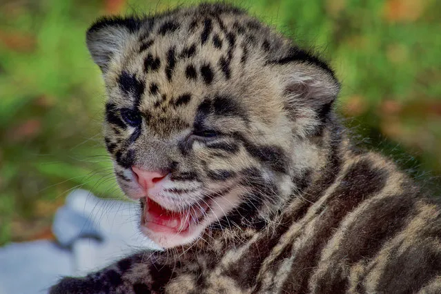 These rare clouded leopard cubs are the pride and joy of staff at Tampa's Lowry Park Zoo in Florida. The adorable felines are currently being hand reared after their mother became anxious and stopped caring for them. Named “Aiya” and “Shigu” the six-week-old fur balls are of the very vulnerable “big cat” species native to Southeast Asia. Clouded leopard numbers are dwindling rapidly due to poaching and the destruction of their rainforest habitat for palm oil plantations. Animal conservationists advise the boycott of all palm oil products. (Photo by CaitlinChase/Splash News)