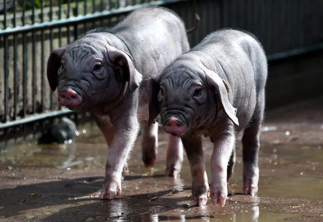 Meishan piglets Kung and Fu walk through their enclosure at the animal park Arche Warder in Warder, northern Germany, Monday, March 24, 2014. The piglets Kung and Fu were born at the animal park on January 24, 2014. (Photo by Carsten Rehder/AP Photo/DPA)
