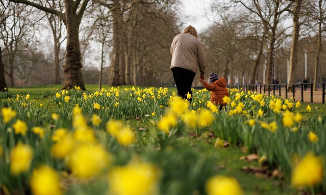 Two-year-old Damian is walked through some newly emerged daffodils in St James Park on January 29, 2024 in London, United Kingdom. This winter has been one of the warmest on record with Kinlochewe in the Scottish Highlands reaching 19.6C. (Photo by Dan Kitwood/Getty Images)