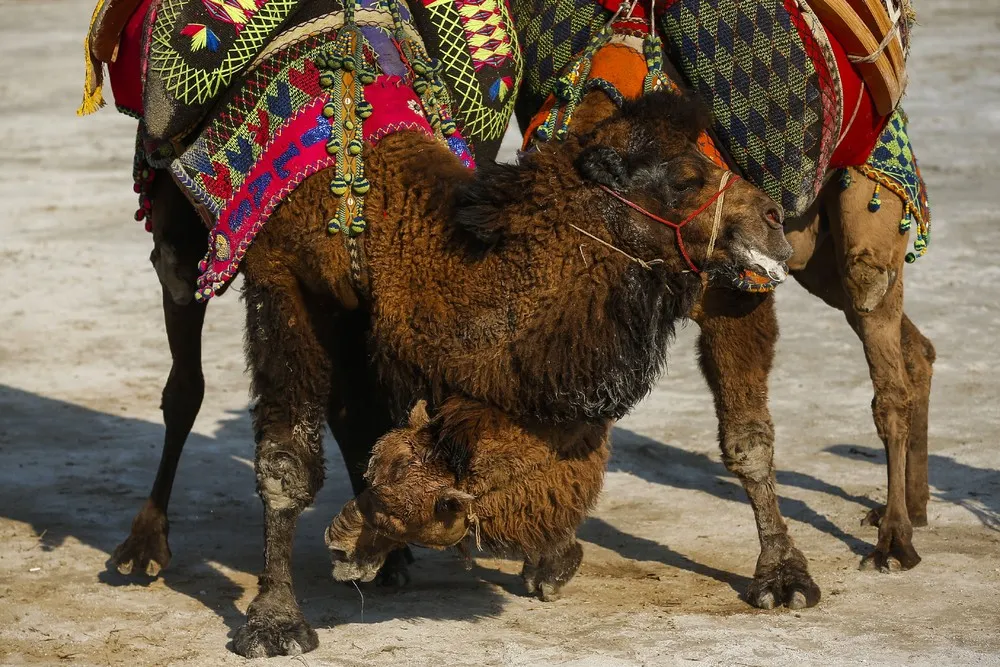 A Look at Life in Turkey