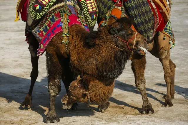 Camels wrestle during Turkey's largest camel wrestling festival in the Aegean town of Selcuk, Turkey, Sunday, January 16, 2022. They were competing as part of 80 pairs or 160 camels in the Efes Selcuk Camel Wrestling Festival, the biggest and most prestigious festival, which celebrated its 40th run. (Photo by Emrah Gurel/AP Photo)