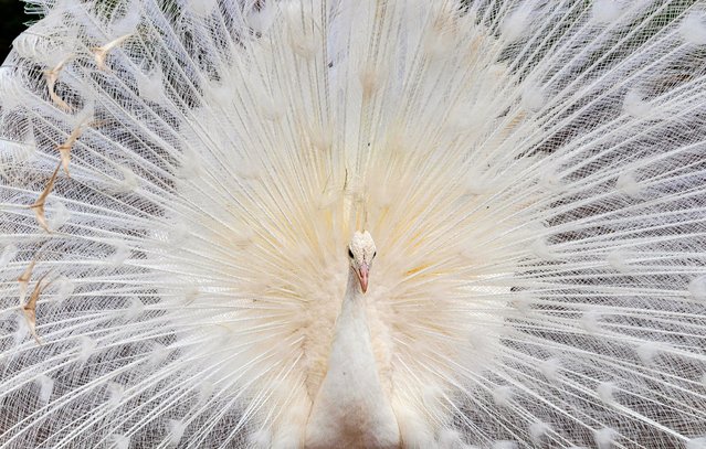 A ghostly-looking white peacock in full display at Blackpool Zoo, Lancashire early May 2024. White peafowl are a colour mutation of the Indian blue peafowl, but are not albinos and have blue eyes – their unusual lack of colour is the result of a missing pigment. (Photo by Media Drum Images)