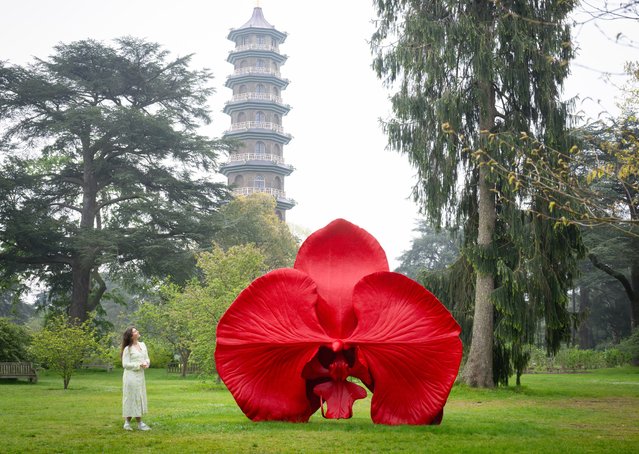 “Burning Desire”, a sculpture by Marc Quinn of a vast moth orchid, in the foreground of Kew Garden’s Great Pagoda in west London early May 2024. Quinn’s new exhibition, Light into Life, presents 17 stainless steel and bronze sculptures around the gardens from May 4 to September 29. (Photo by Elliott Franks/The Times)