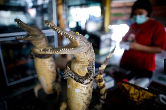 Stuffed crocodiles doing the traditional Thai greeting, for sale at a restaurant specializing in crocodile meat in Nakhon Pathom, on the west of Bangkok, Thailand, 22 January 2022. Crocodile meat has grown in popularity as pork meat prices surged following a shortage in pork meat, caused by the spread of African swine fever in the country. Wichai Roongtaweechai, who owns his Roongtaweechai Farm as well as a restaurant specializing in crocodile meat, says he has seen sales of crocodile meat go up by 70 percent due to pork meat prices rising. He has people coming to his farm daily, he says, looking to buy crocodile meat. Wichai's farm is a family business which started as breeding crocodiles for doing business with leather manufacturers, as well as selling baby crocodiles. However the recent trend in crocodile meat means his farm now has had a rise in demand for crocodile meat, both from people wanting to eat at his restaurant, and from larger restaurants looking to add crocodile meat dishes to their menus. Although the price of crocodile meat has also seen a price rise due to the high demand, it is still considerably cheaper than pork, which is also why people have turned to consume more crocodile meat. (Photo by Diego Azubel/EPA/EFE)
