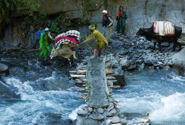 Nomads from the Gujjar tribe attempt to prevent a cow carrying luggage from jumping into a river in Chamba, in the northern state of Himachal Pradesh, India, on June 2, 2024. (Photo by Francis Mascarenhas/Reuters)