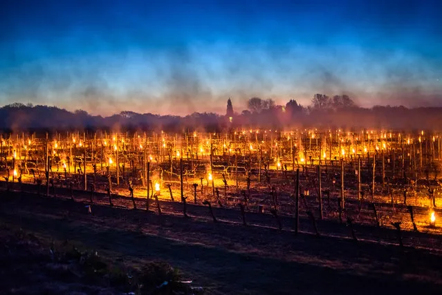 Lighting the Bougies (candles) which are kept lit through the frosty night at Ridgeview Wine Estate to protect emerging buds in the vineyard from damage, are pictured on April 19, 2017 in Ditchling, England. (Photo by Julia Claxton/Barcroft Images)