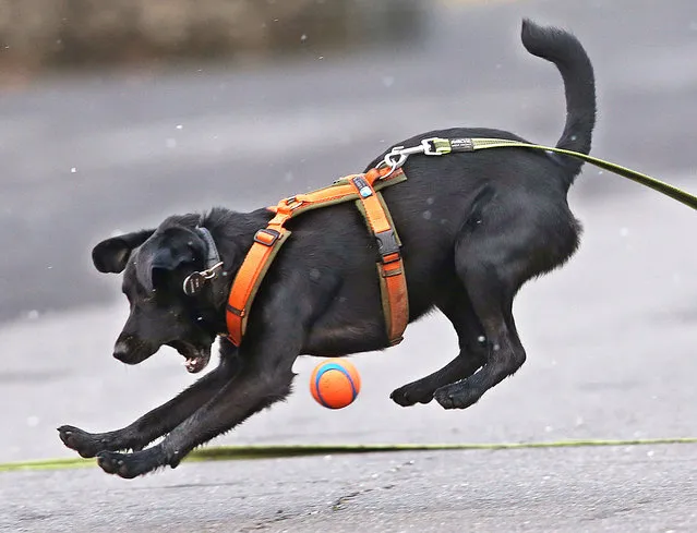 Mixed-breed dog Tino, a former street dog from Slovakia whose owner got him from a Frankfurt dog pound, jumps for a ball in Frankfurt, Germany, Wednesday, April 19, 2017. (Photo by Michael Probst/AP Photo)