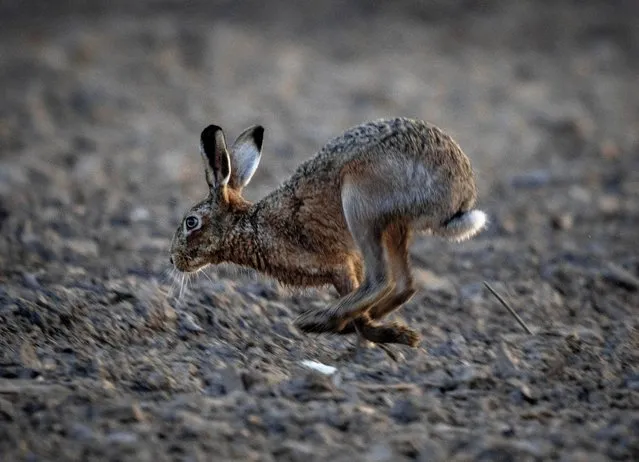 A hare runs across a field on the outskirts of Frankfurt, Germany, early Monday, March 21, 2022. (Photo by Michael Probst/AP Photo)