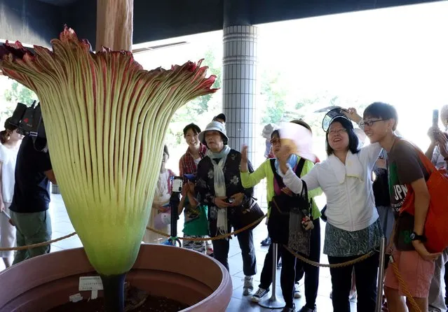 People admire a giant Titan Arum (Amorphophallus titanum) at the Jindai botanical gardens in Tokyo on July 22, 2015 after the flower started to bloom on July 21. The Indonesian plant has the world's largest blossom, standing 1.9 metres in height and smelling like decaying flesh to attract beetles. Hundreds of visitors queued to watch the rare flower which opens for only one or two days. (Photo by Yoshikazu Tsuno/AFP Photo)