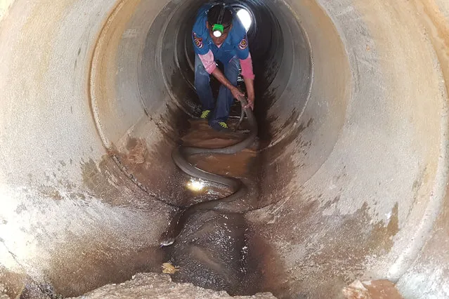 This handout from the Krabi Pitakpracha Foundation taken on October 13, 2019 and received on October 15, 2019 shows a member of the rescue foundation attempting to capture a four-metre long king cobra in a sewer in Krabi, Thailand. Rescuers pulled a fiesty four-metre long King Cobra from a sewer in southern Thailand after an hourlong operation, a rescue foundation said on October 15, calling it one of the largest ever captured there. (Photo by Krabi Pitakpracha Foundation/AFP Photo)