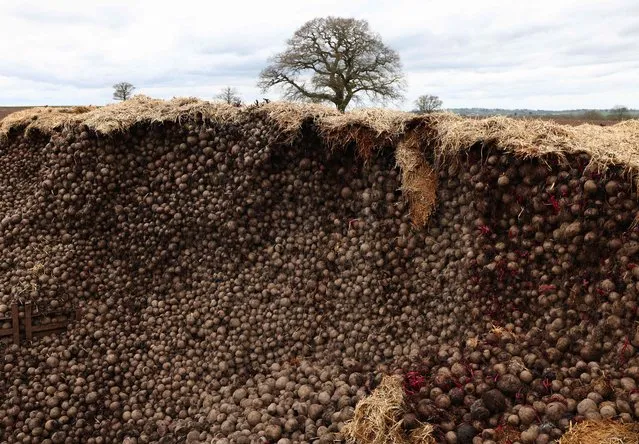 Some of the five hundred tonnes of beetroot that is being left to rot due to a collapse in demand, is seen at Woodhall Growers in Penkridge, central England on April 14, 2022. Due to border regulations introduced in January, many EU markets for Woodhall's beetroot have disappeared, meaning new markets and uses are being sought for the crop. (Photo by Darren Staples/AFP Photo)