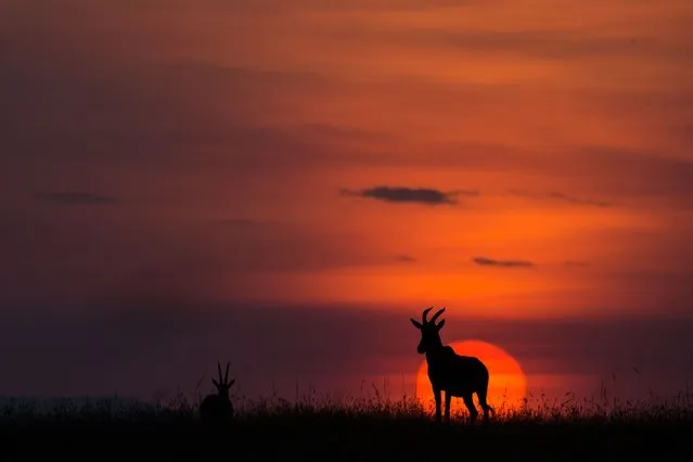 “African Fire”: Paul Goldstein's Masai Mara sunrises and sunsets. (Photo by Paul Goldstein/Rex Features)